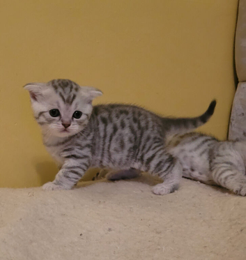 Scottish fold kittens