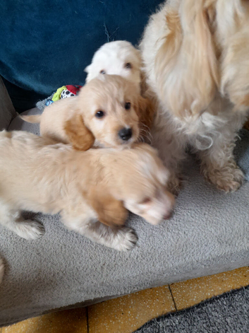 Gorgeous Cockapoo pups