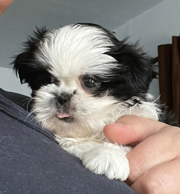 Black/White Shih Tzu