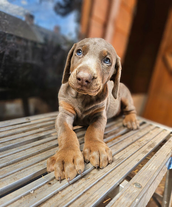 Top Quality KC'D Stunning Chunky Dobermann pups