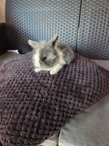 Lop/teddy lionhead READY to leave