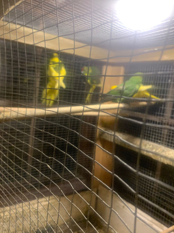 4 kakarikis for sale