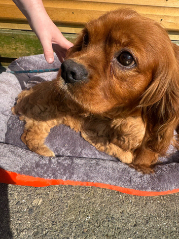 Cavapoo pups love homes only