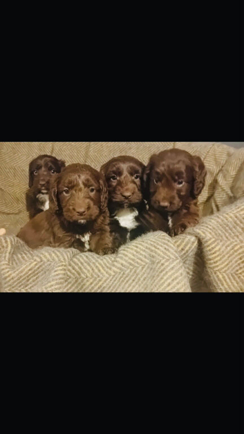 Sproodle puppies