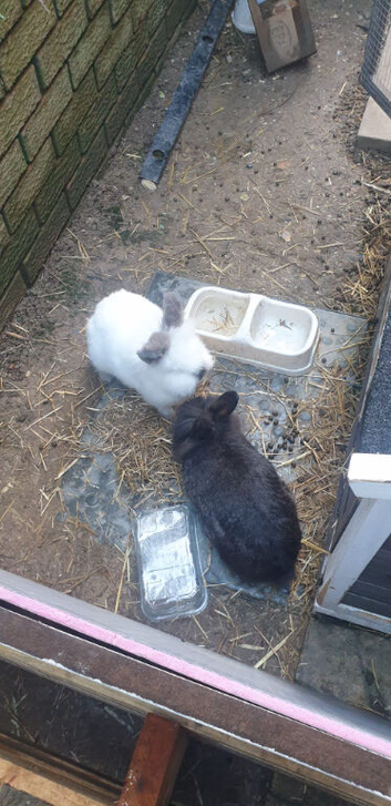 Lionhead x Netherland dwarf mother and daughter rabbits