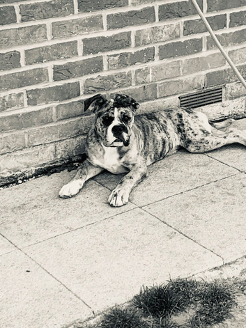 Registered Mya  old thyme English bulldog