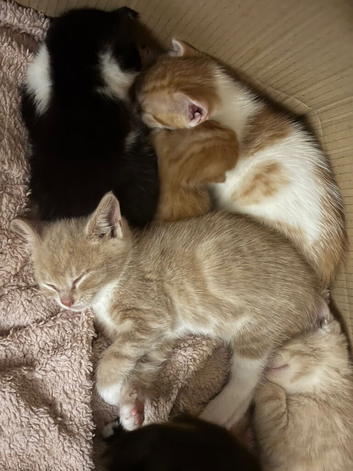 The Most Adorable Fluffy Fur Babies