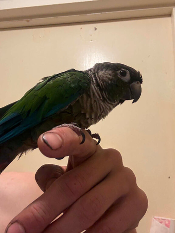 Lovley tame conure