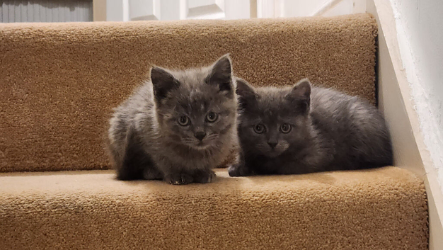 Pure Russian Blue kittens for sale