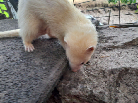 Hob ferrets