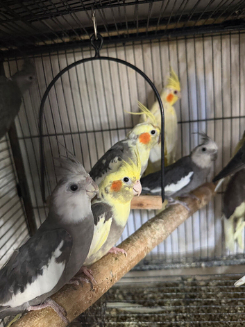 Babies cockatiels birds