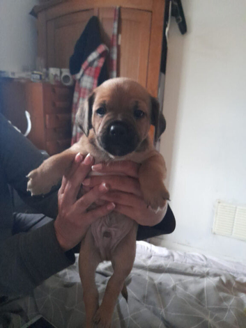 Puppys