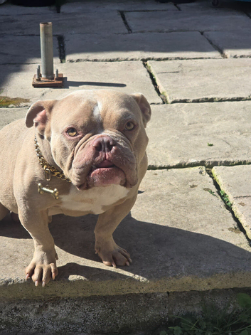 American pocket bully for sale