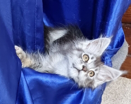 GCCF Pedigree Maine Coon Kittens for sale