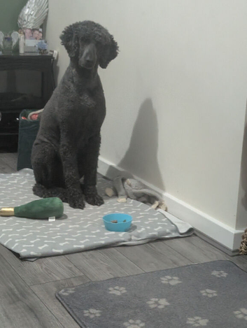 7 year old beautiful standard poodle female