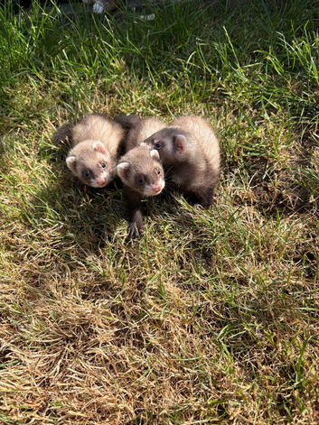 Micro ferrets / Micro crosses