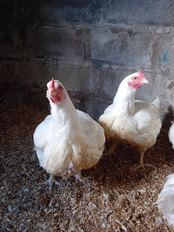 Ross cobs for sale
