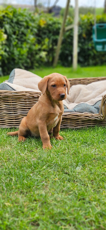 Fox red Labrador pups ready now