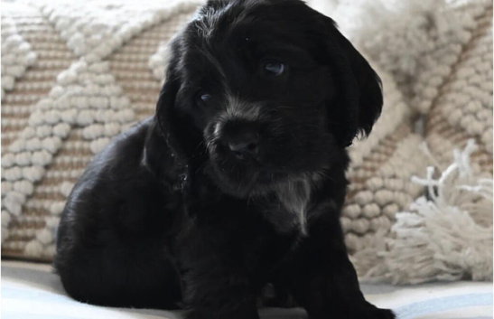 We are four and we will make you happy and be a good cocker sspaniel