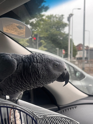 African grey for sale very Tame