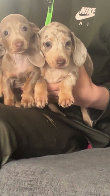 Miniature dachshund puppies