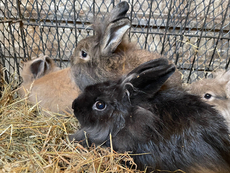 Mini lion head rabbits for sale
