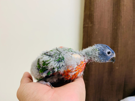 hand reared baby Rainbow lorikeet SOLD