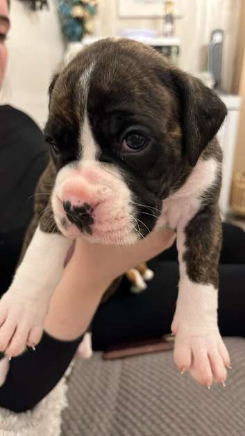 Boxer puppies