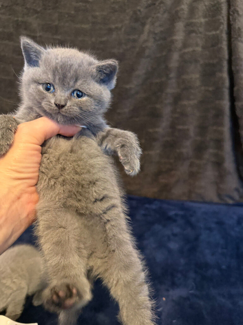 Pure-breed British Shorthair, Delivery available.