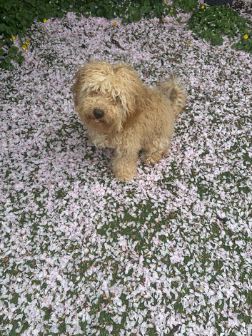 Ad &ndash; Cockapoo Puppy for Sale