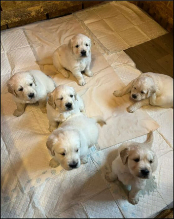 Beautiful Golden Retrieverpups