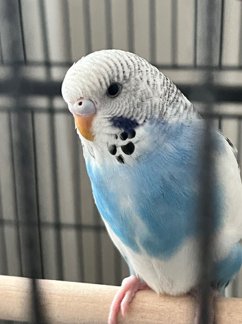 6month old male Budgie
