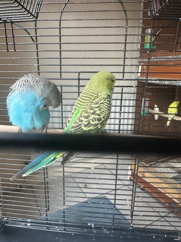 Lovely baby budgies in Dagenham