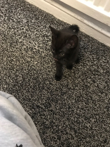 10 week old male black kitten