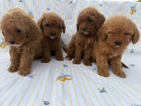 Stunning cavapoos for sale