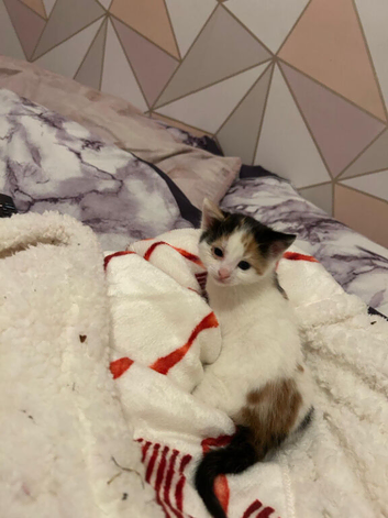 Bengal mix Kittens