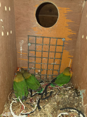 Baby Lovebirds