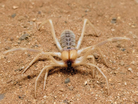 Yellow Camel Spider (Galeodes granti)