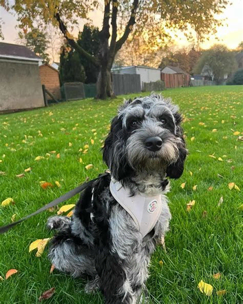 our loving little princess needs a new home