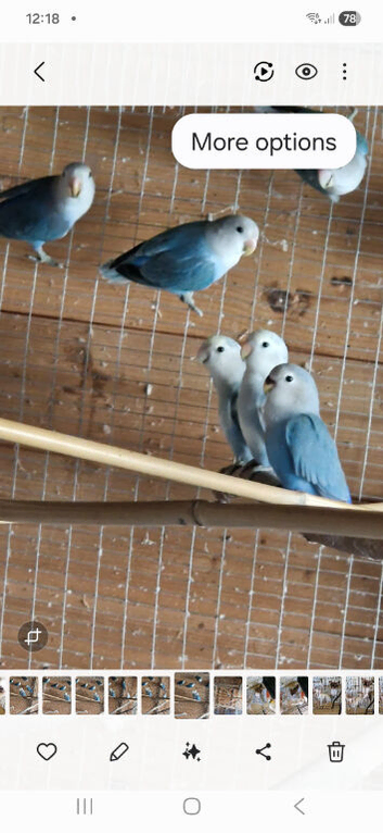 Peach faced lovebirds Lincolnshire