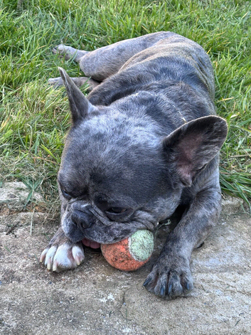 Reggie is looking for a forever home