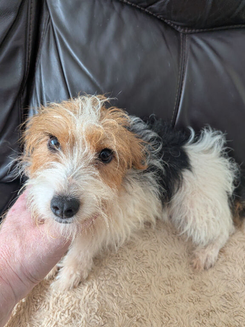 Pure Bred Jack Russell Girl  14 mths old.