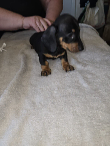 Miniture dachshund  puppies