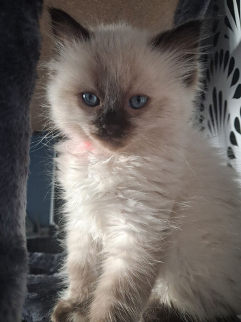 Beautiful female