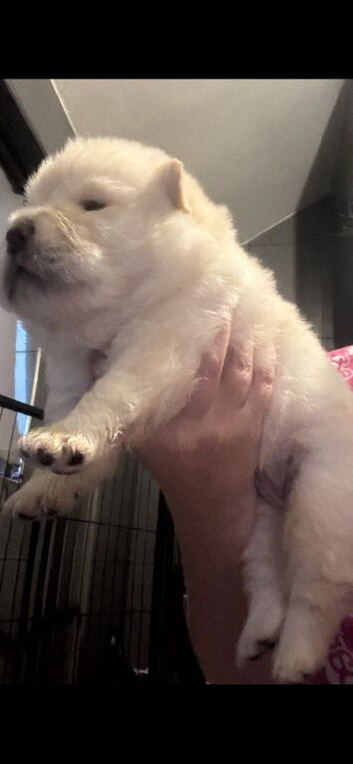 2 stunning male chow chow Puppys left out litter of 3