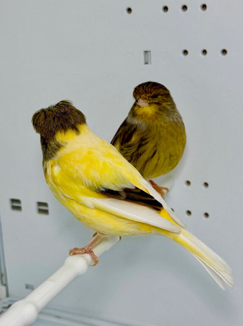 Beautiful pair of gloster canaries for sale