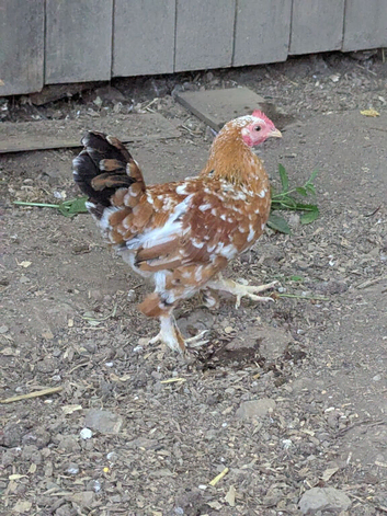 2x Millefleur Bantams