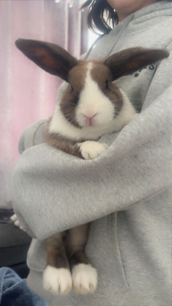 rabbit for sale