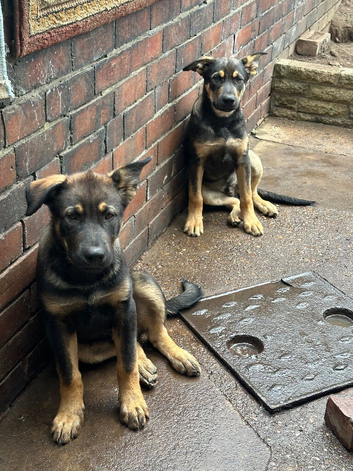 2 German Shepherd Puppies
