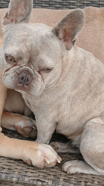 French bulldog bitch
